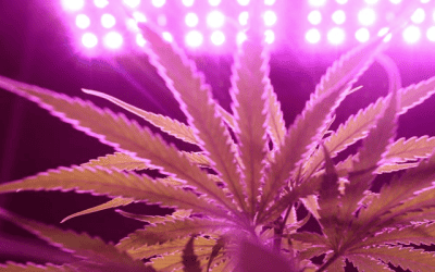 GW Pharma begins recruitment for US-based Sativex trial