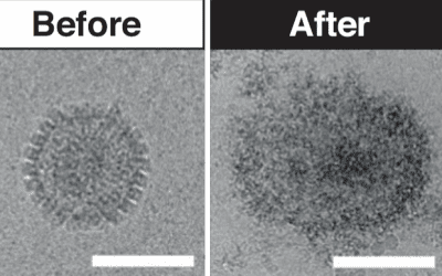 New treatment ‘made from sugar’ could help fight viral outbreaks