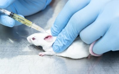 UK animal research dips 3.4% in 2019