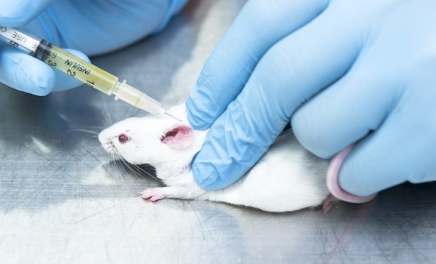 UK animal research dips 3.4% in 2019