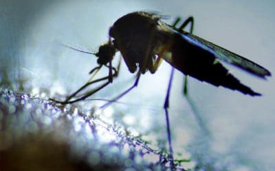 hVIVO delivers promising results for Imutex’s mosquito vaccine